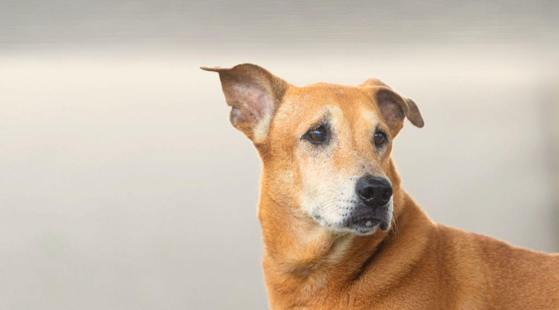 Sugar Snout Project