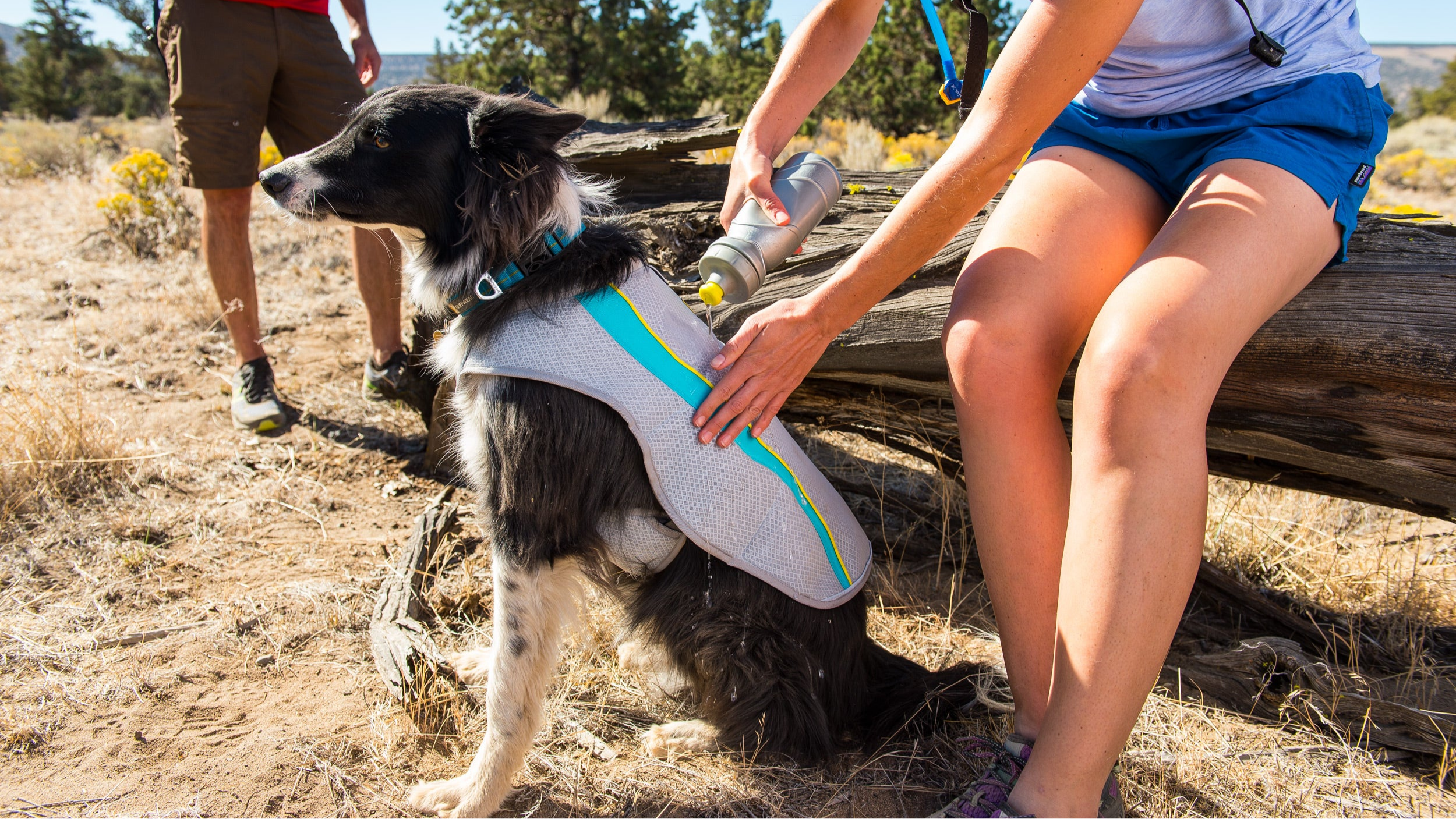 How to help your dog beat the heat! Useful tips to keep your dog cool.