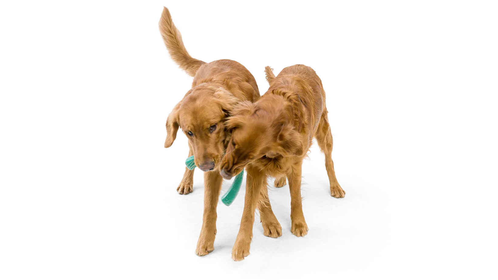 Unleashing Fun: The Ultimate Guide to Selecting Dog Toys That Last!