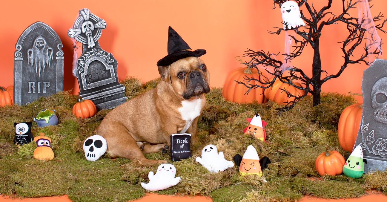 Halloween Dog Play