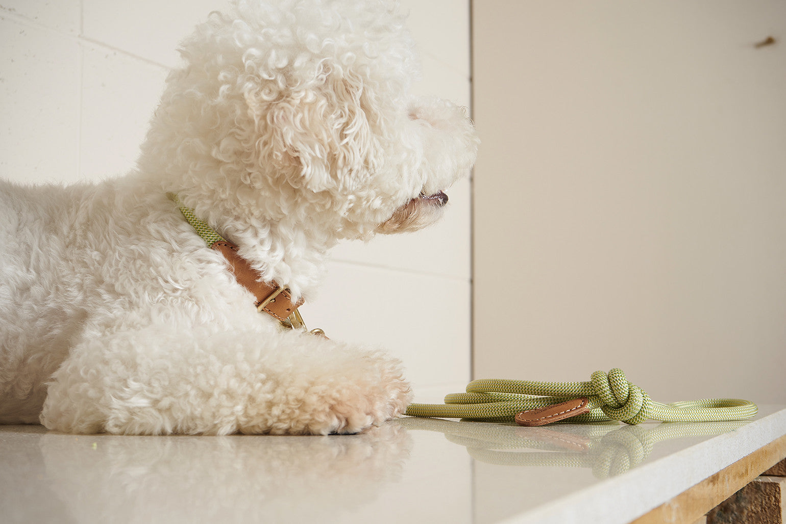 HowlPot: Dog leash, collar and harness