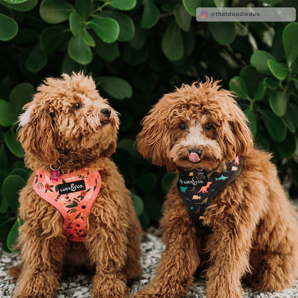 Lucy & Co Ginger and Bear