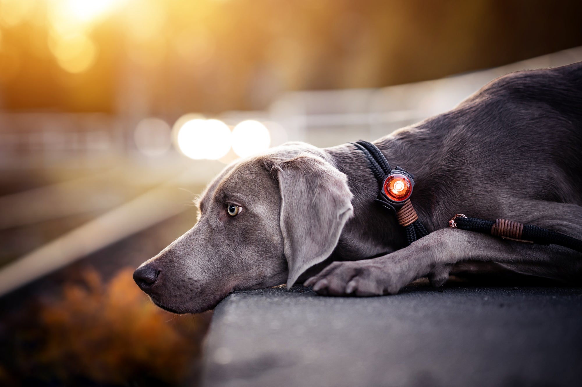 Dog safety light clearance
