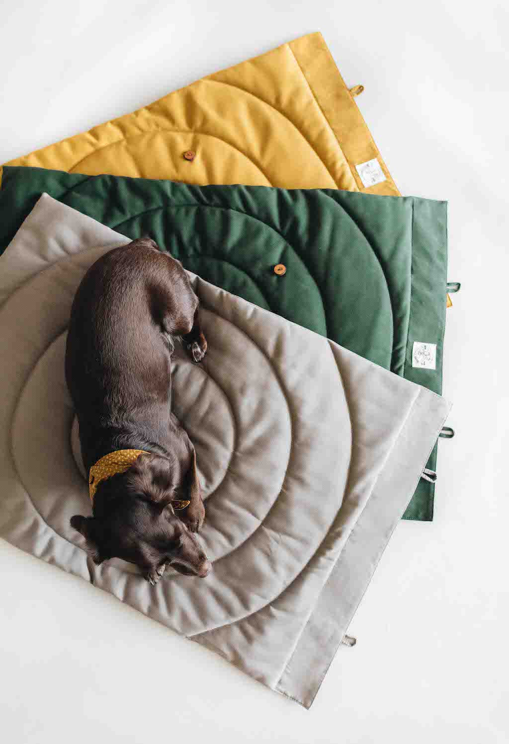 Band & Roll Compass Travel Dog Blanket | Lightweight & Portable