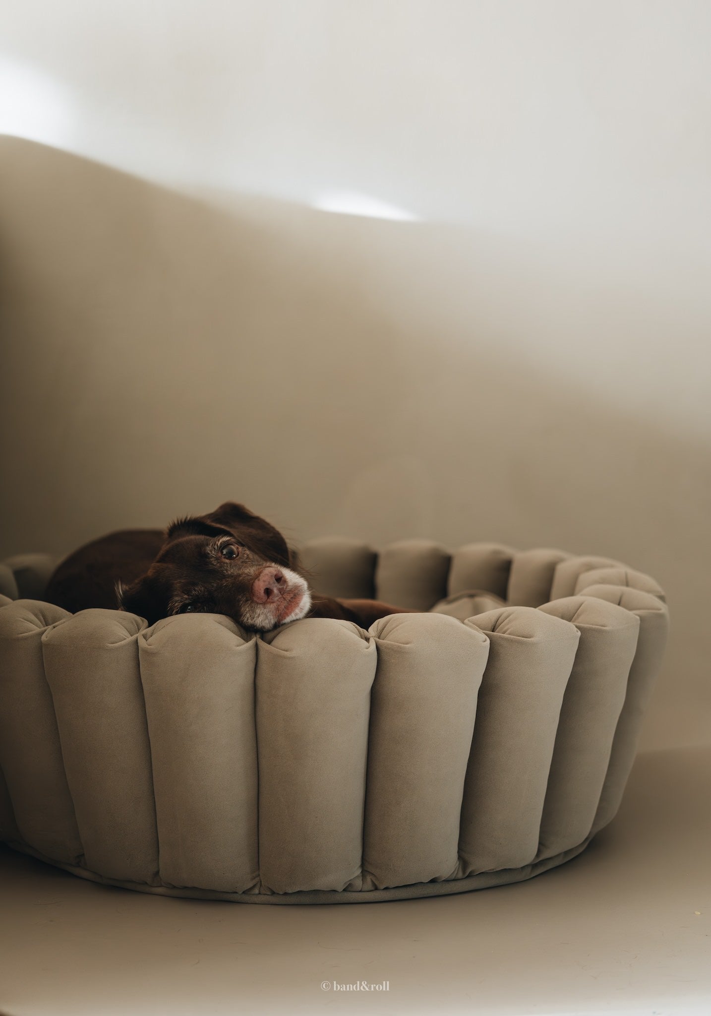 Band & Roll Haven Modern Dog Bed | Washable Cushion Dog Bed