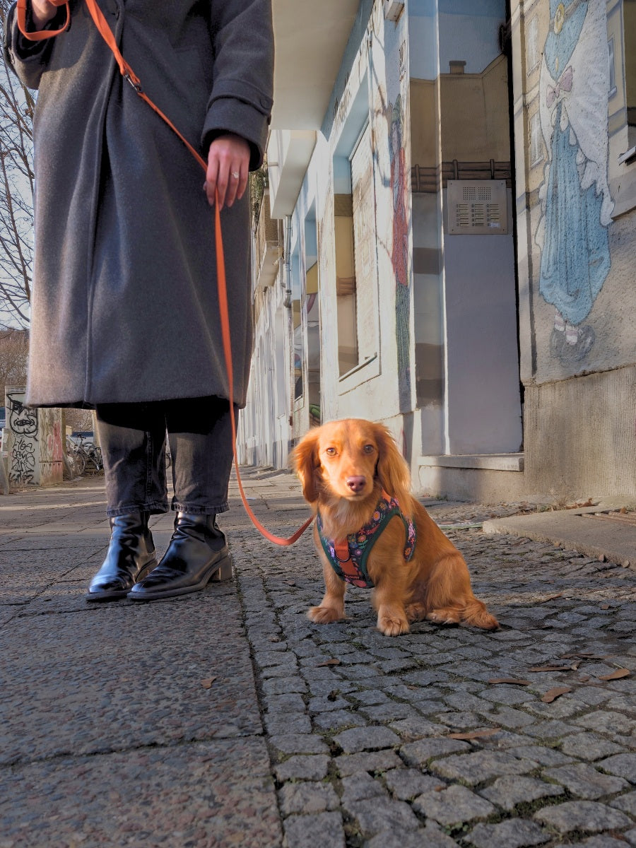 Cloud7 Holly Park adjustable dog leash in vibrant orange with matte black metal clips.
