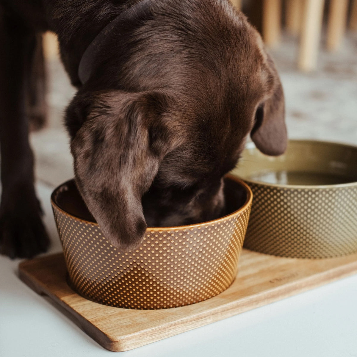Cloud7 Alain high quality dishwasher safe ceramic dog bowl in an earthy color featuring a textured polkadot