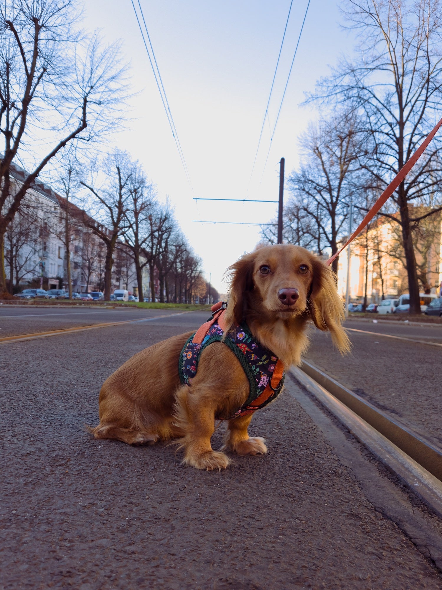Cloud7 Holly Park step-in dog harness featuring Liberty London floral animal print and orange mesh lining.
