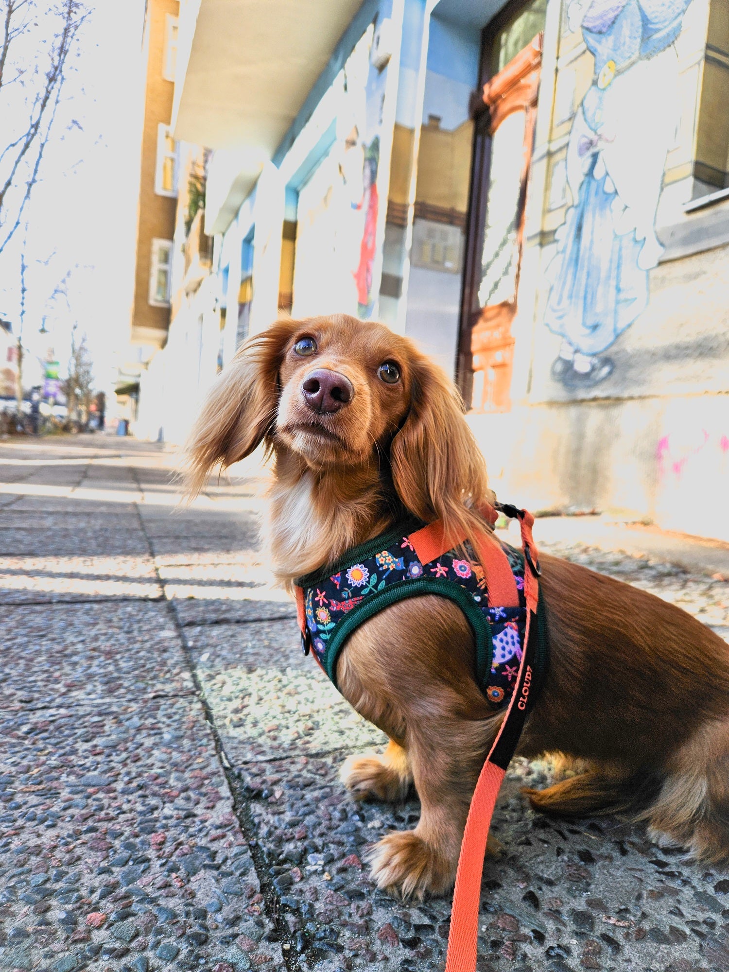 Cloud7 Holly Park step-in dog harness featuring Liberty London floral animal print and orange mesh lining.