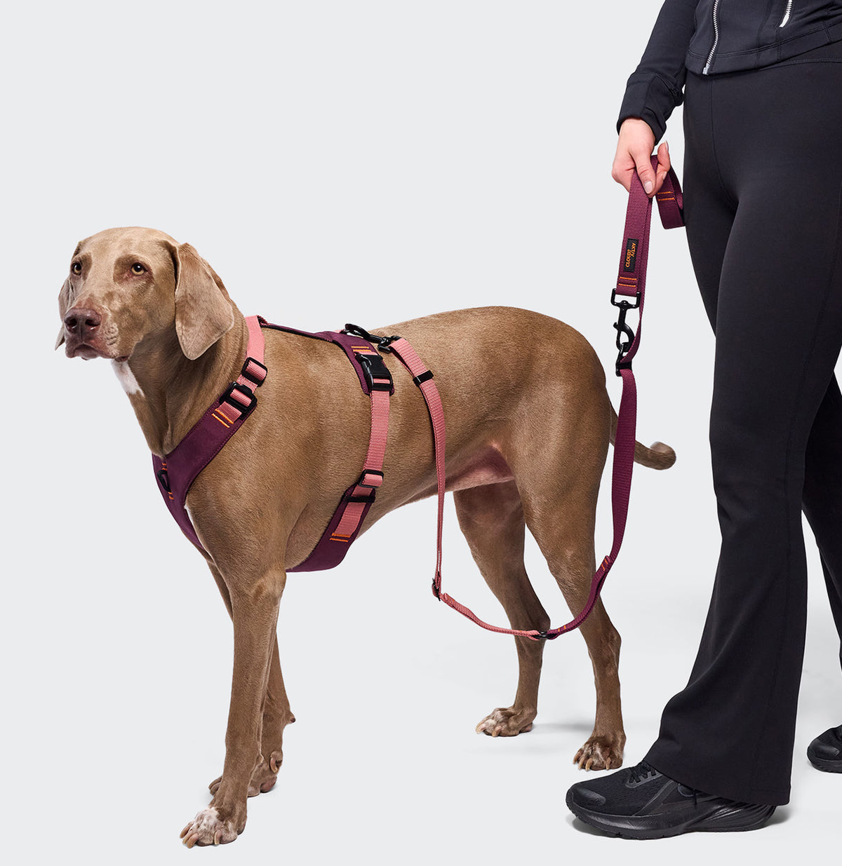 Cloud7 L-1 AKTIV hands free adjustable dog leash with heavy duty dual carabiner clips and padded hand loop