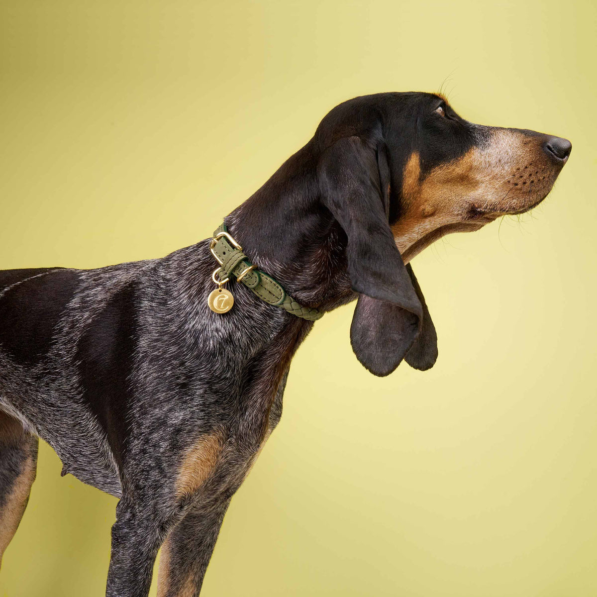 Cloud7 Ravello soft braided nubuck leather dog collar with premium brass hardware detail.
