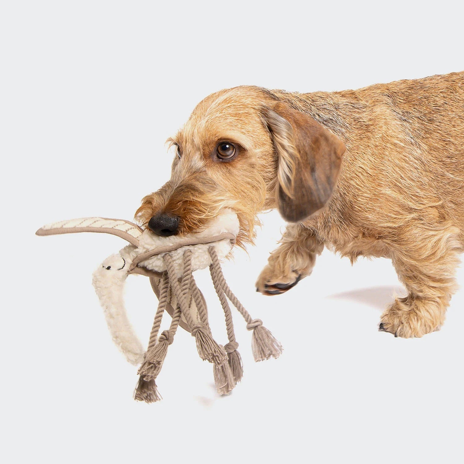 Cloud7 Squeaky Dog Toy, Mosquito Momo