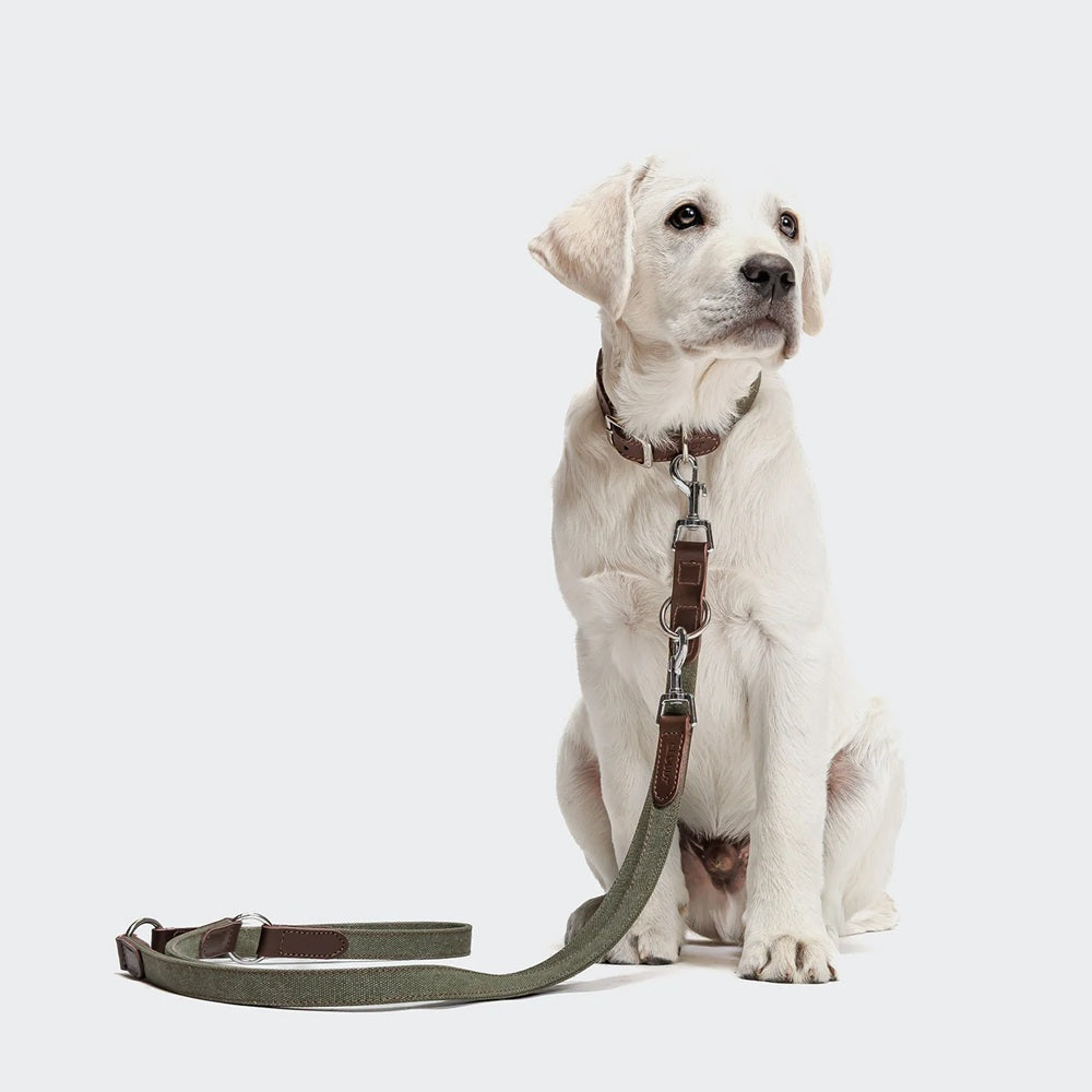 Cloud7 Tivoli olive green canvas and brown leather dog leash with stainless steel carabiners.