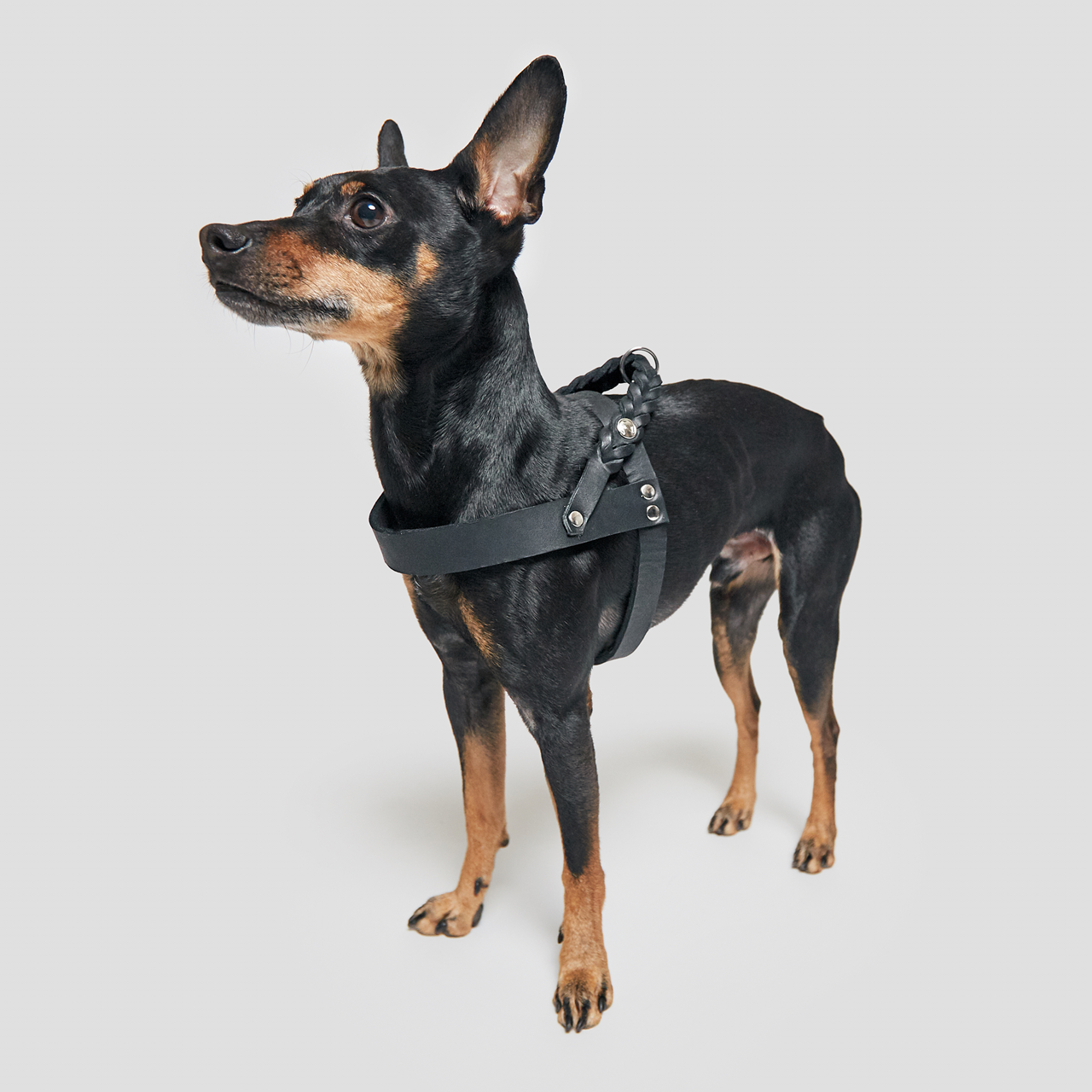 Cloud7: Central Park Leather Dog Harness, Black with Silver Hardware