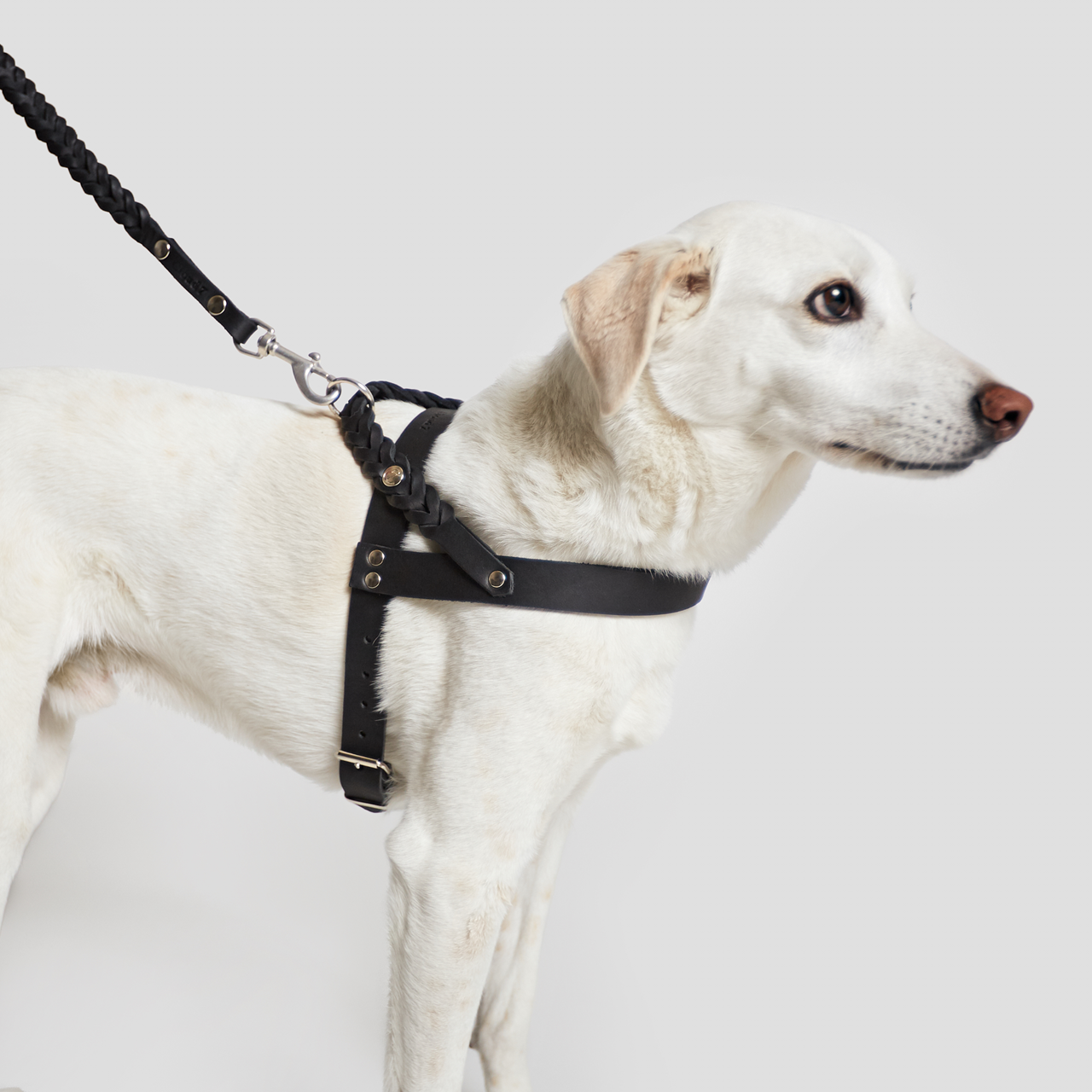 Cloud7: Central Park Leather Dog Harness, Black with Silver Hardware