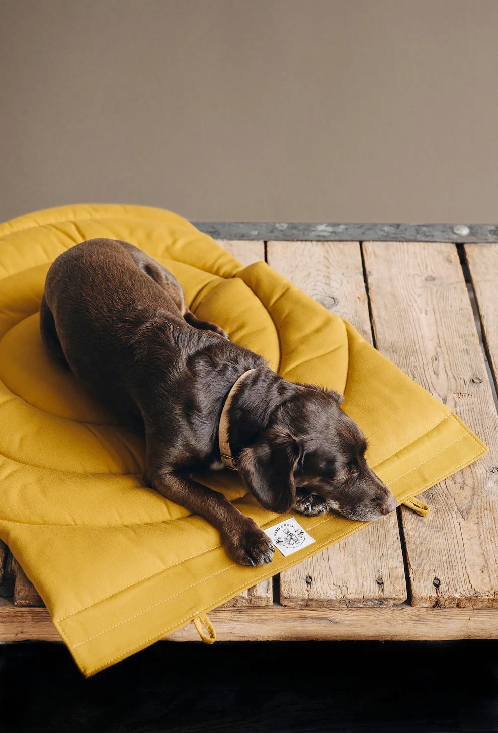 Compass Travel Dog Blanket in Mustard Yellow