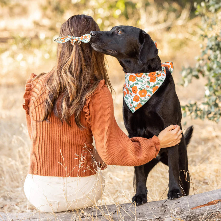 Dog and Cat Bandana: Poppies