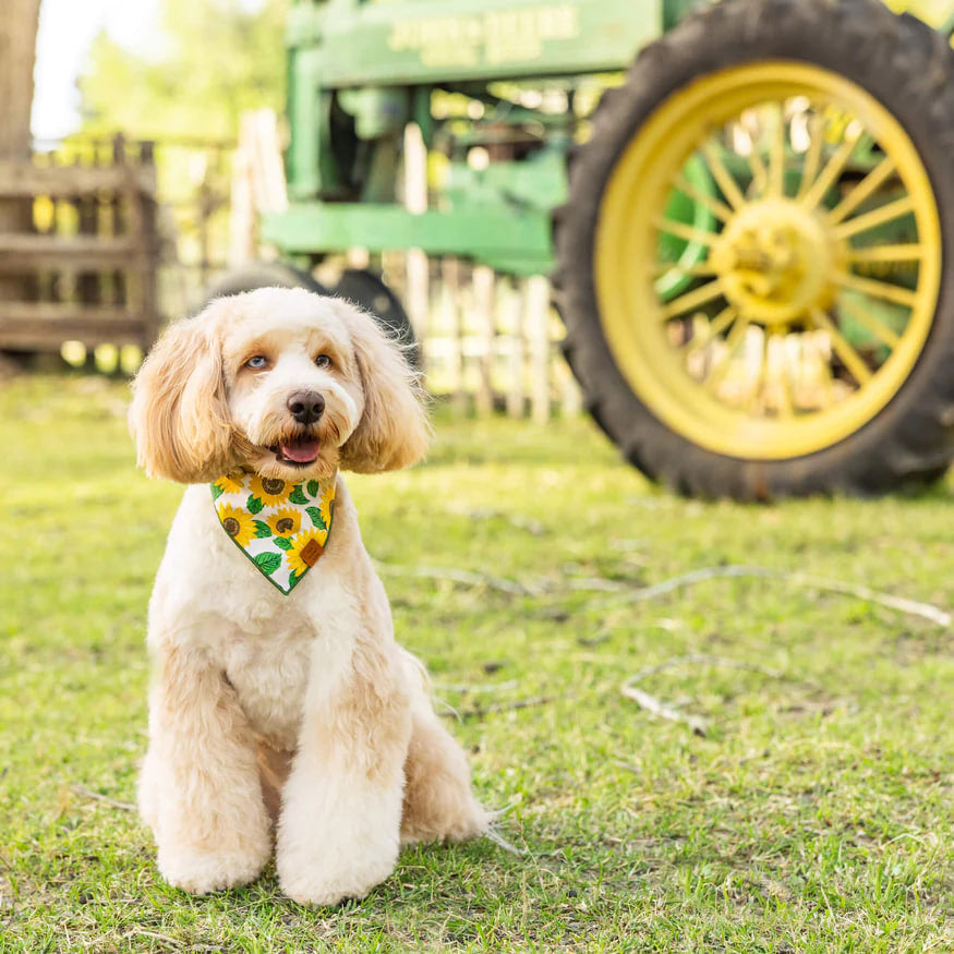 Dog and Cat Bandana: You are My Sunshine