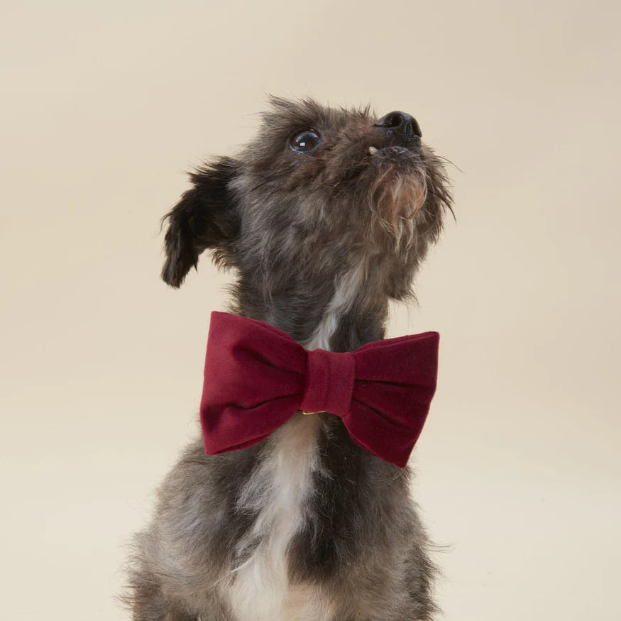 Dog and Cat Bowtie: Burgundy Velvet