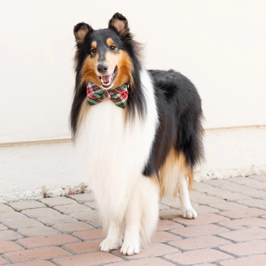 Dog and Cat Bowtie: Holly Jolly Flannel