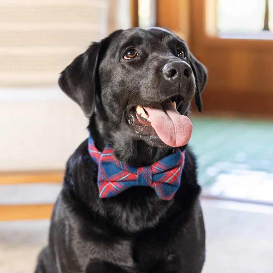 Dog and Cat Bowtie: Kingston Plaid Flannel