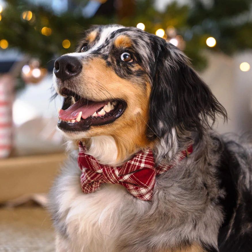 Dog and Cat Bowtie: Marsala Plaid Flannel