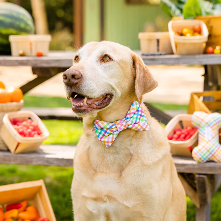 Dog and Cat Bowtie: Rainbow Gingham