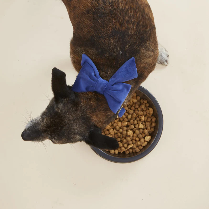 Dog and Cat Lady Bowtie: Navy Velvet