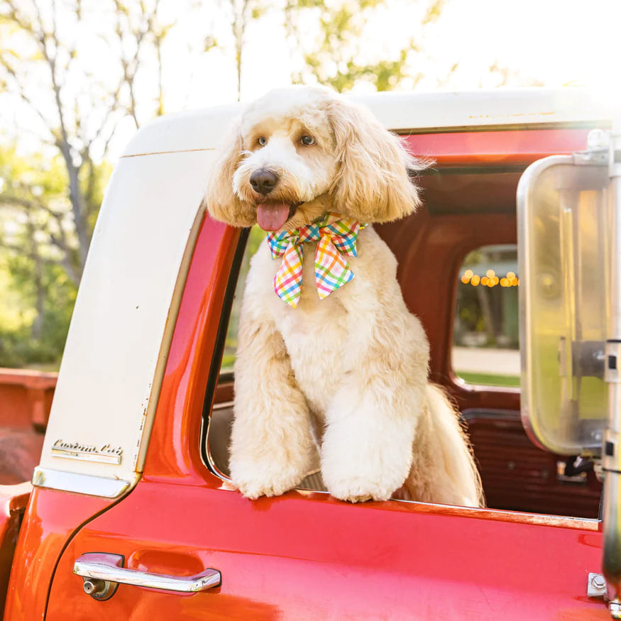 Dog and Cat Lady Bowtie: Rainbow Gingham