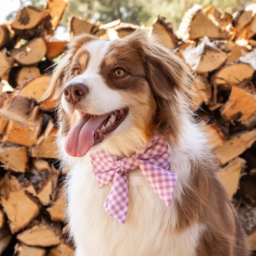 Dog and Cat Lady Bowtie: Thistle Gingham