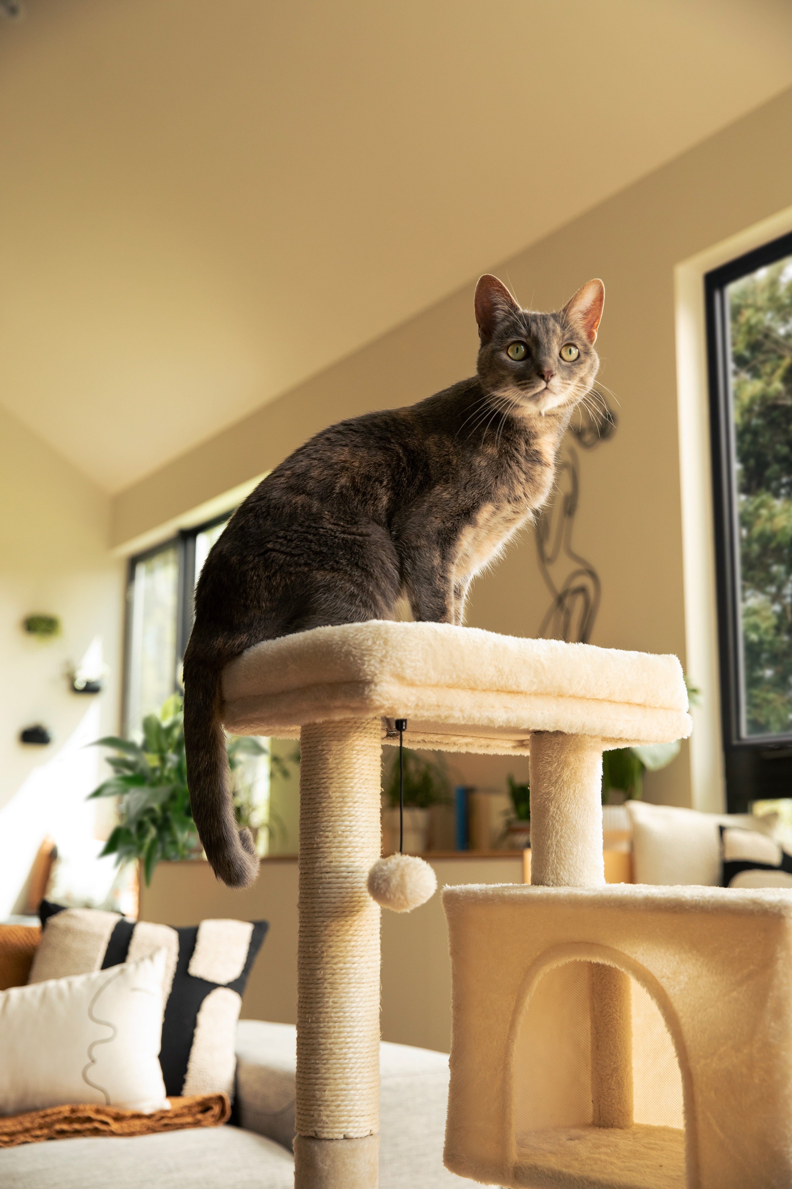 Fera Pet Organics Cat Wellness Blend: All-in-One Supplement