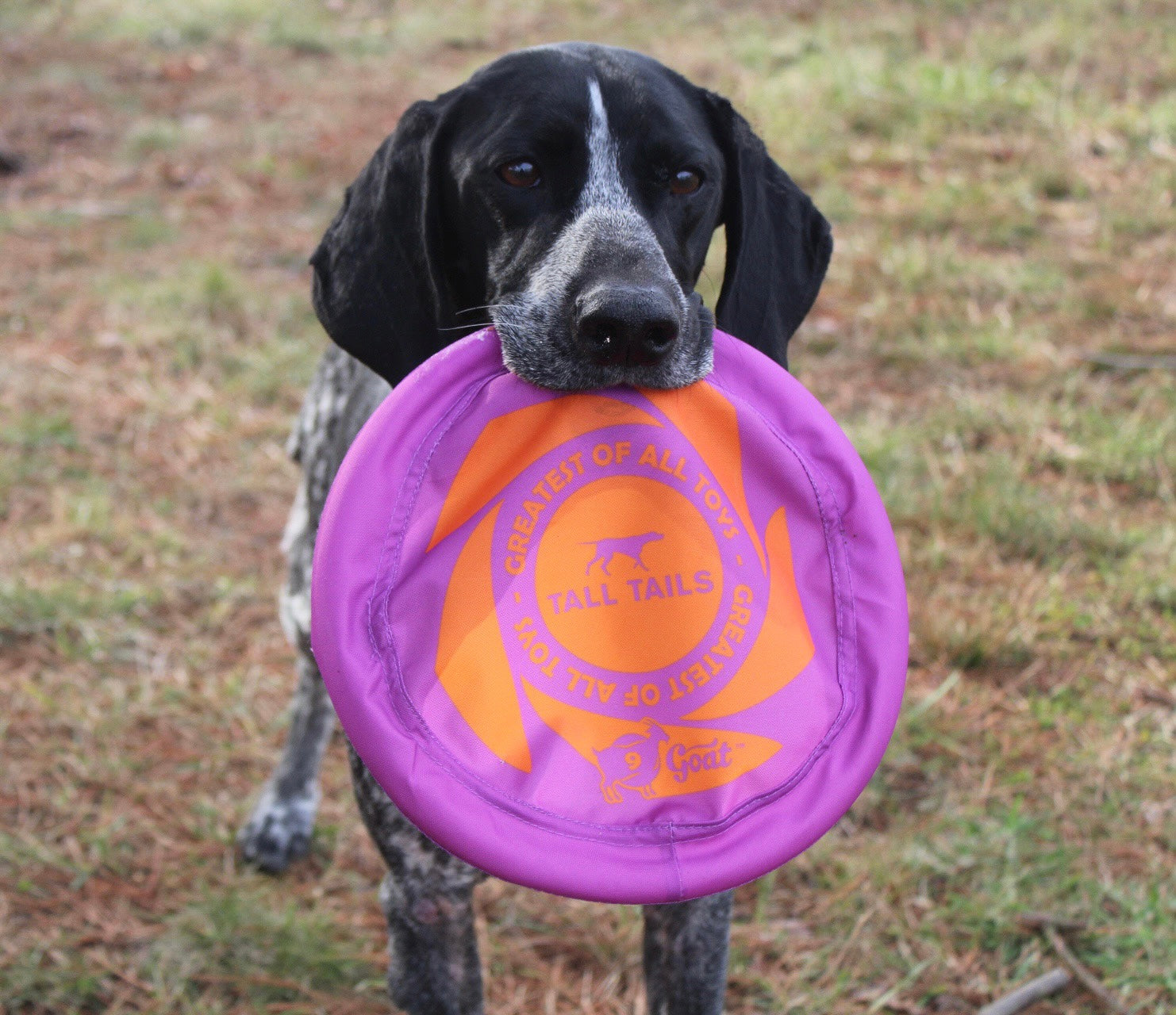 Fetch Dog Toy: Goat Sport Flyer