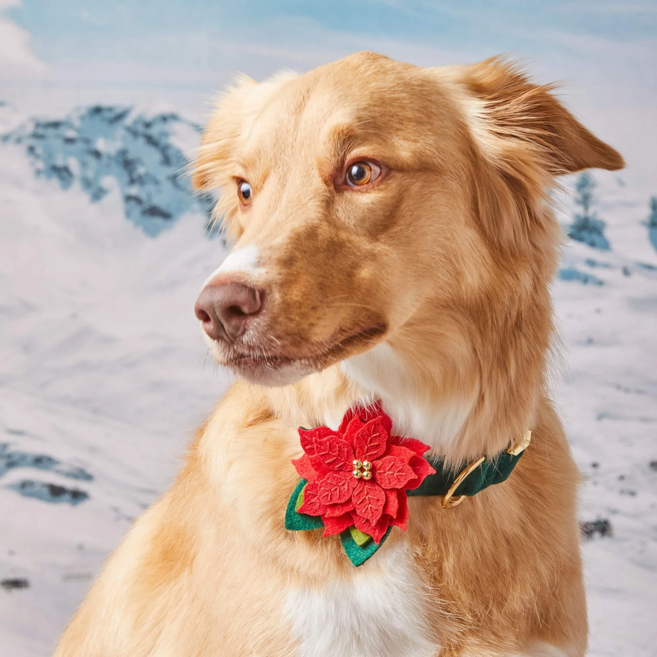Dog Collar Attachment: Poinsettia Flower