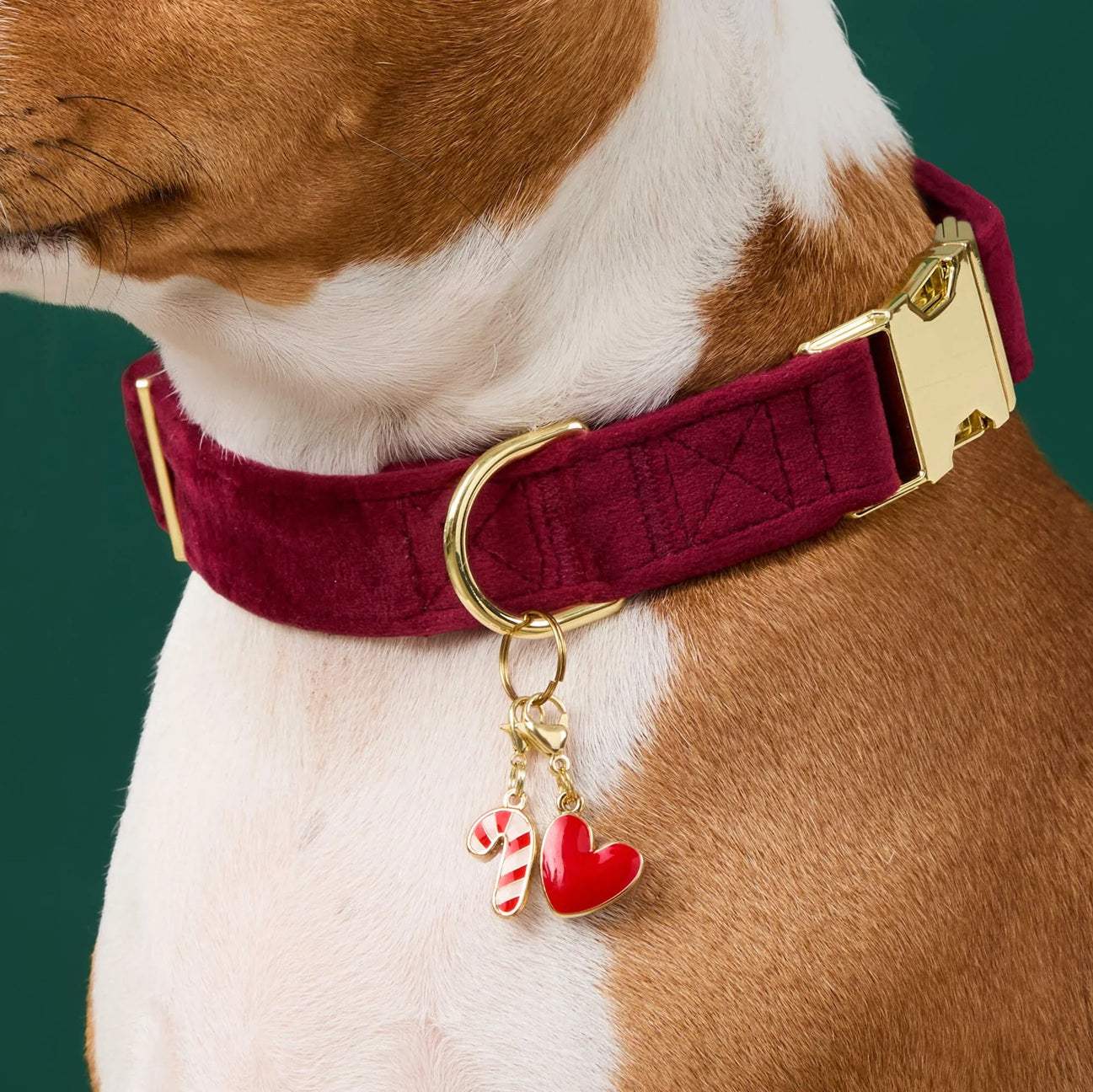 Dog Collar: Burgundy Velvet