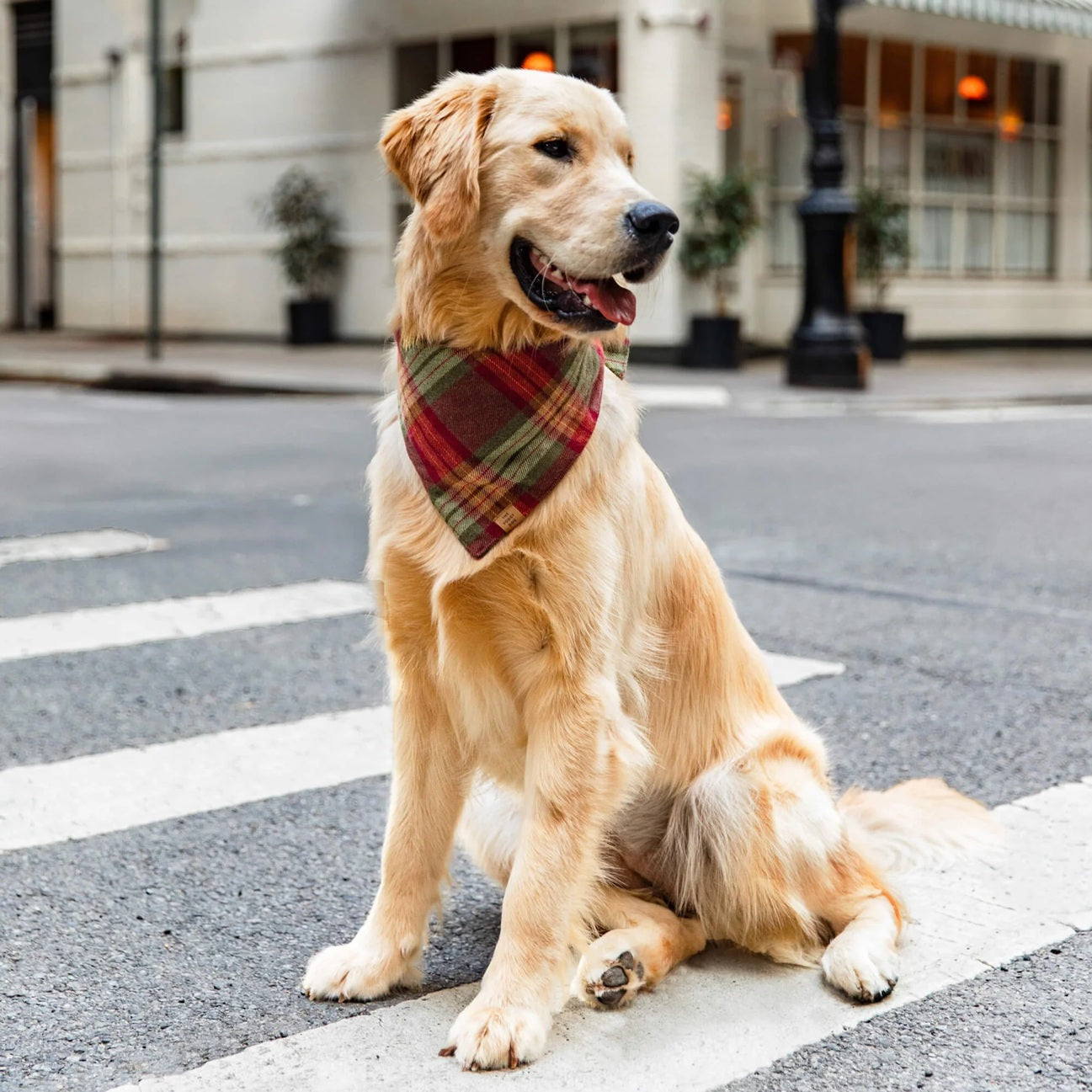 Dog and Cat Bandana: Orchard Plaid Flannel