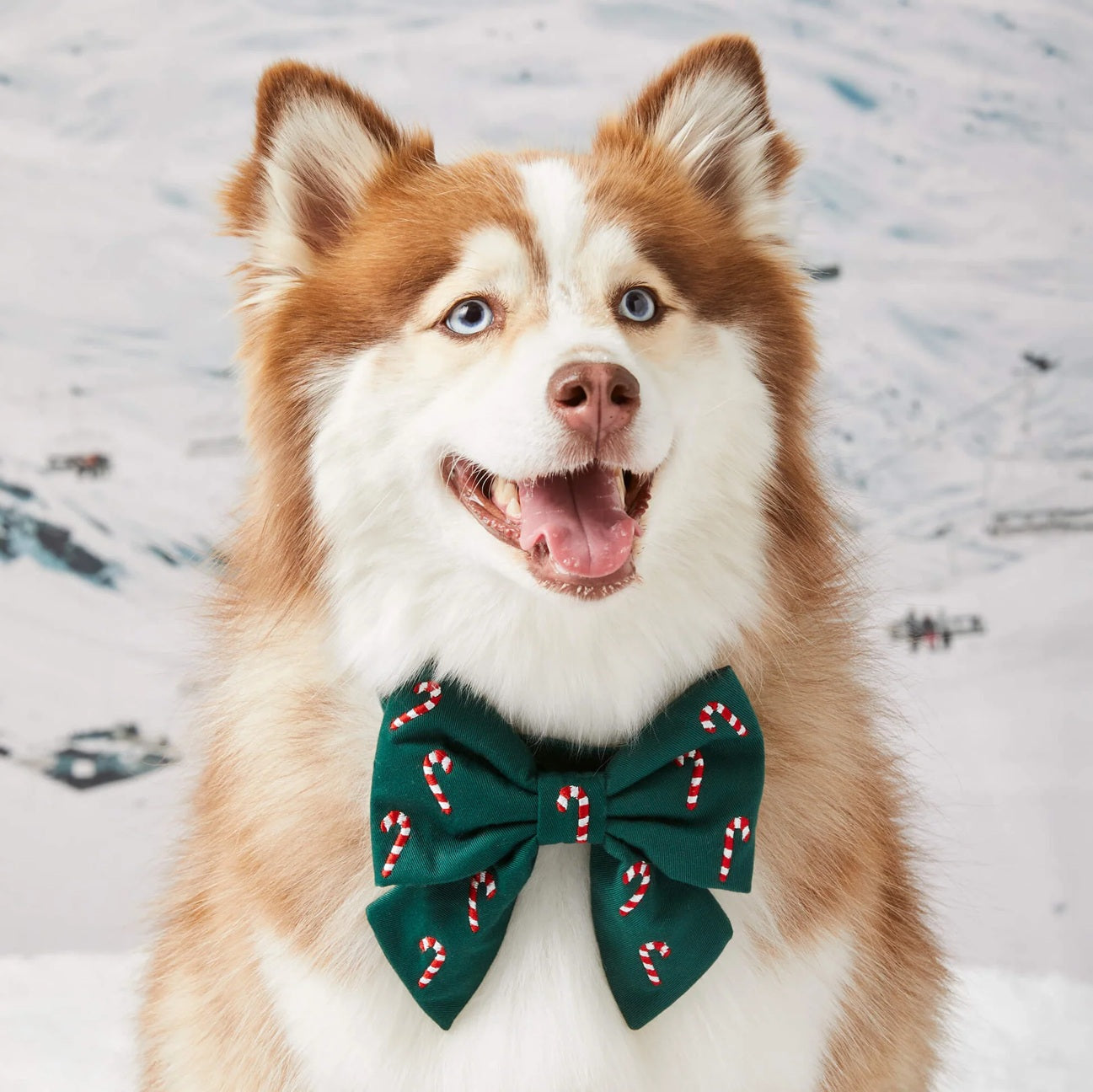 Dog and Cat Embroidered Lady Bowtie: Evergreen Candy Canes