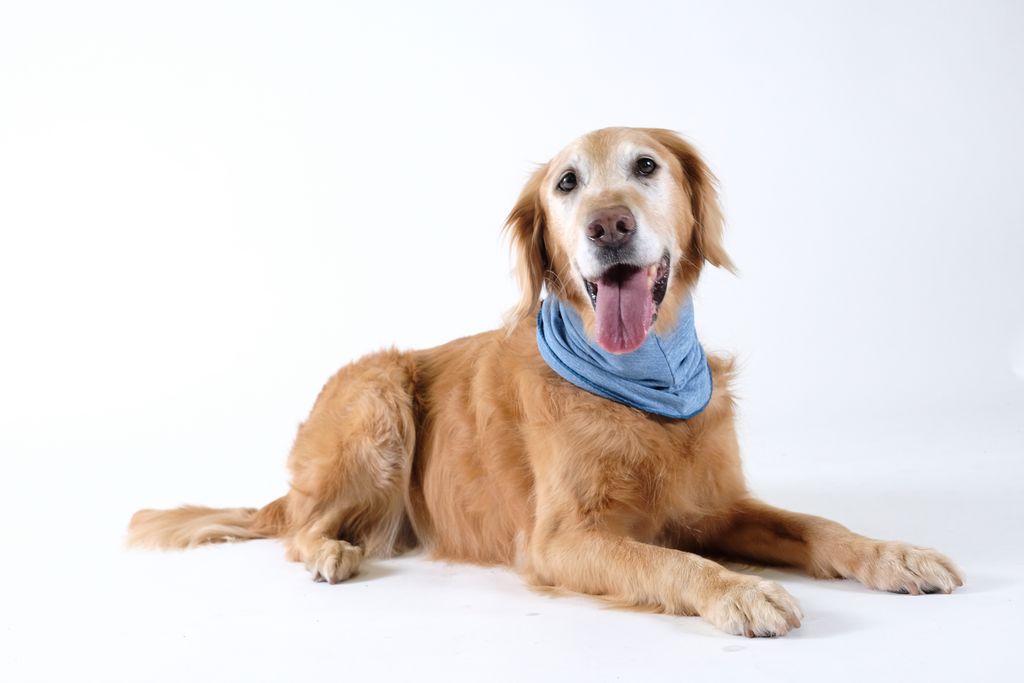 Sun Shield Snood for Dogs and Cats