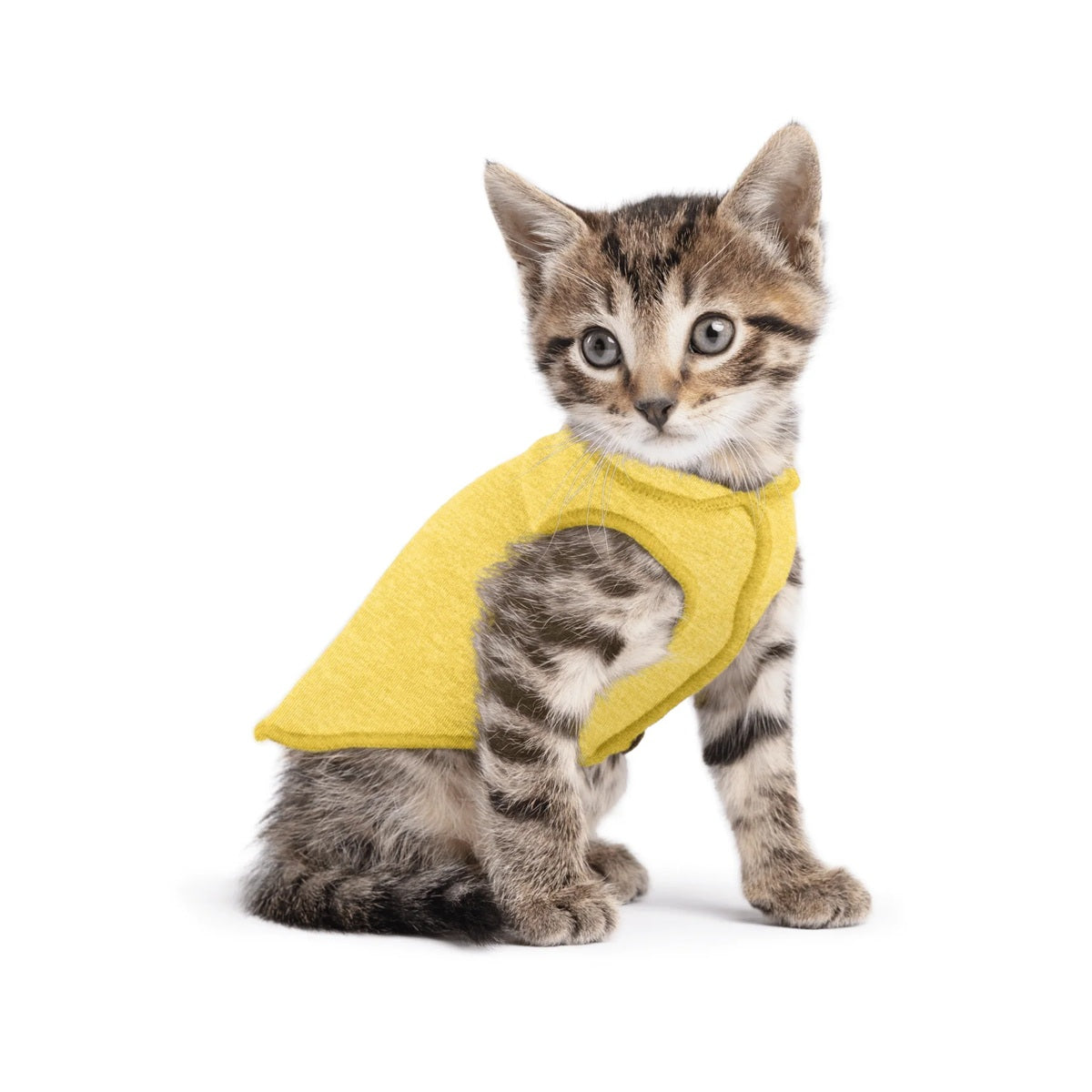 Sun Shield Tee shirts for Dogs and Cats, in Butter