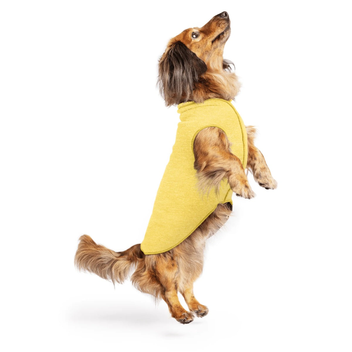 Sun Shield Tee shirts for Dogs and Cats, in Butter