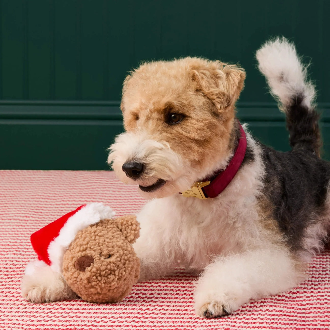 Holiday Squeaky Interactive Plush Dog toys, Santa Teddy Bear 2-in-1 Bounce Toy