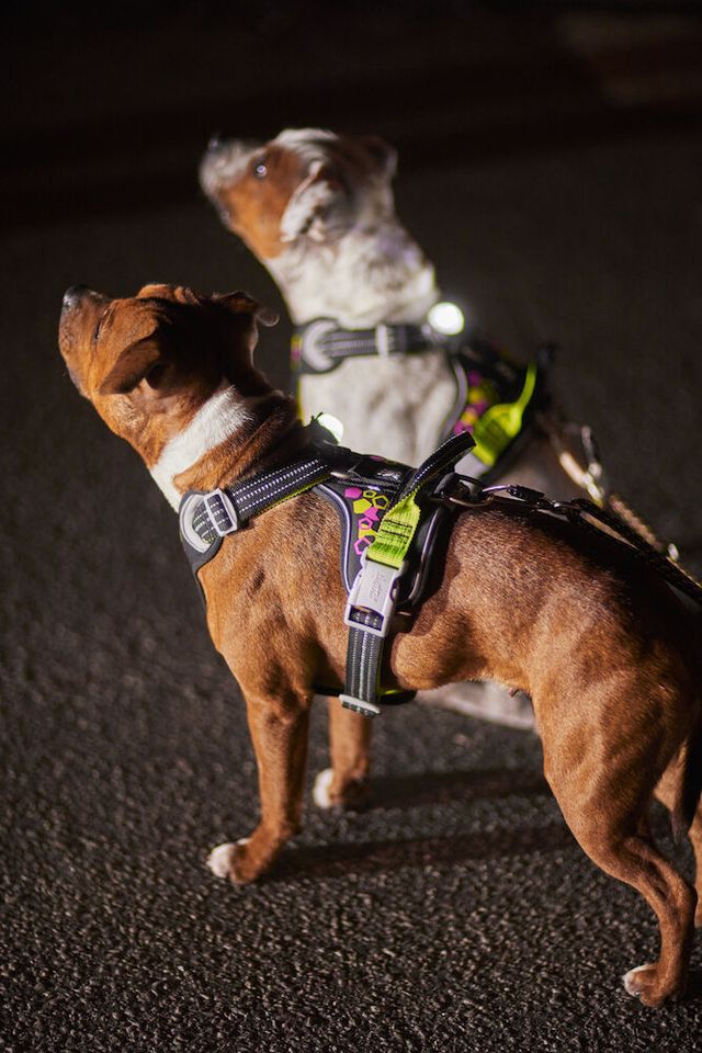 Hurtta Dog Harness: Weekend Warrior Neon Harness