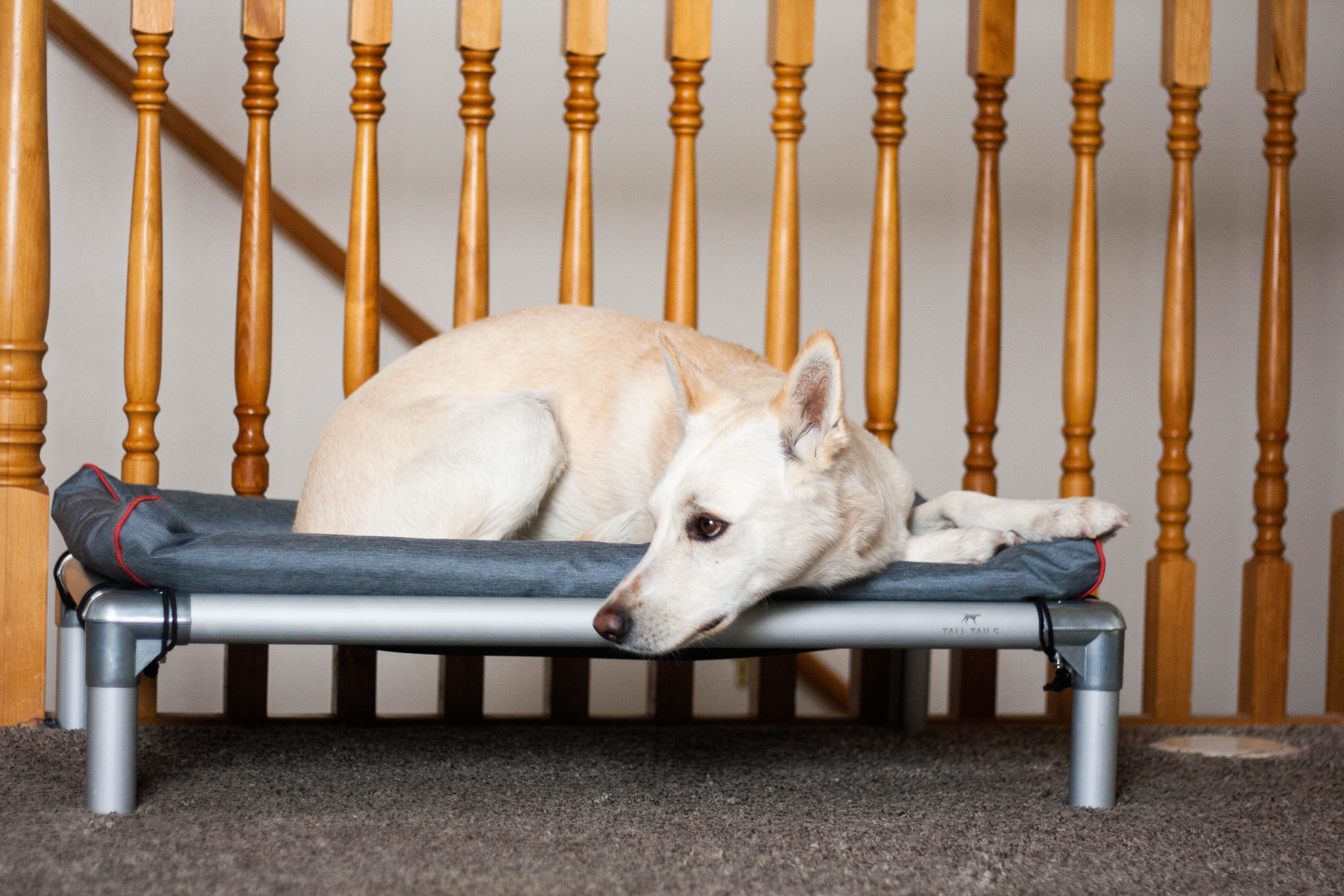 K9 COT Elevated Dog Bed: Mesh Top