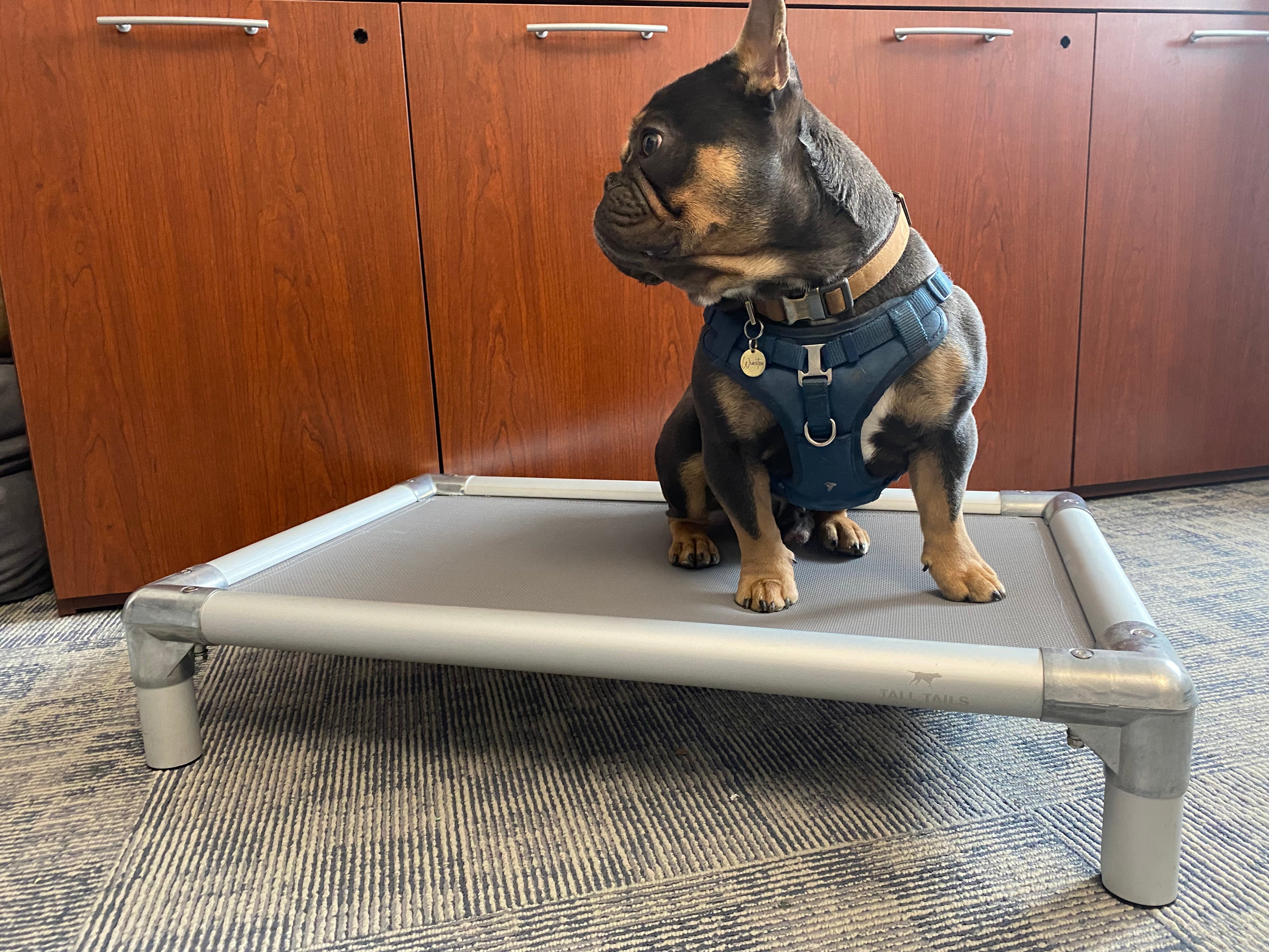 K9 COT Elevated Dog Bed: Mesh Top