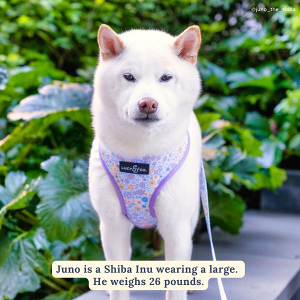 Lucy&Co Dog Leash: Among the Wildflowers