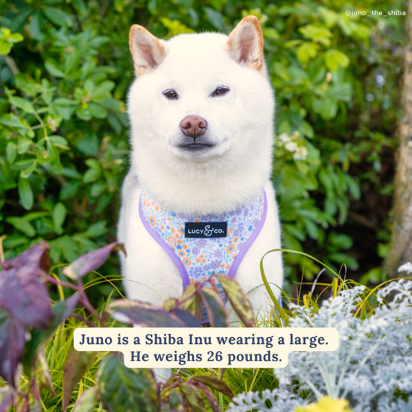 Lucy&Co Reversible Dog Harness: Among the Wildflowers