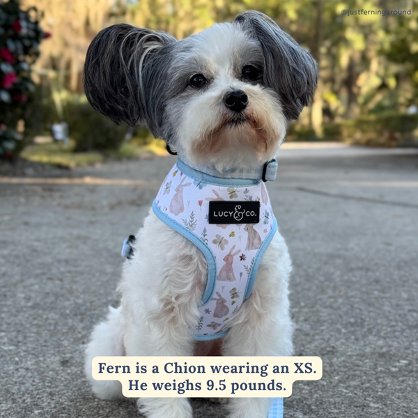 Lucy&Co Reversible Dog Harness: Hippity Hoppity