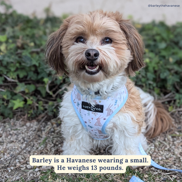Lucy&Co Reversible Dog Harness: Hippity Hoppity