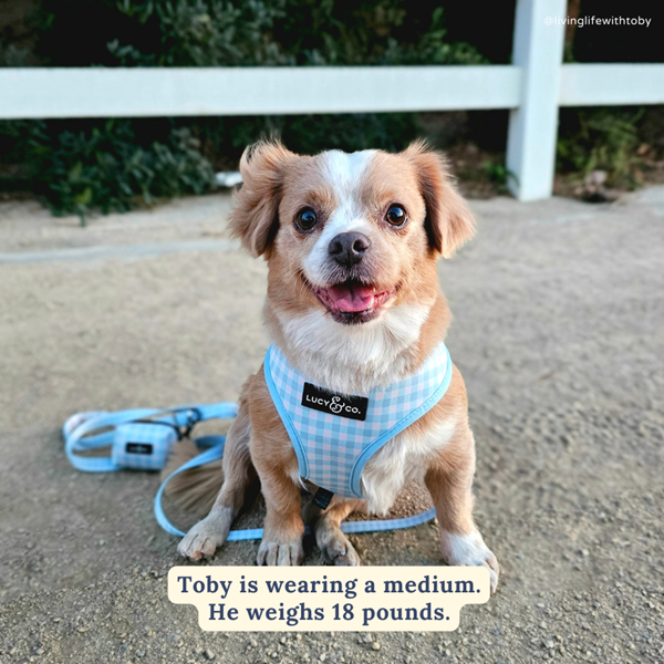 Lucy&Co Reversible Dog Harness: Hippity Hoppity