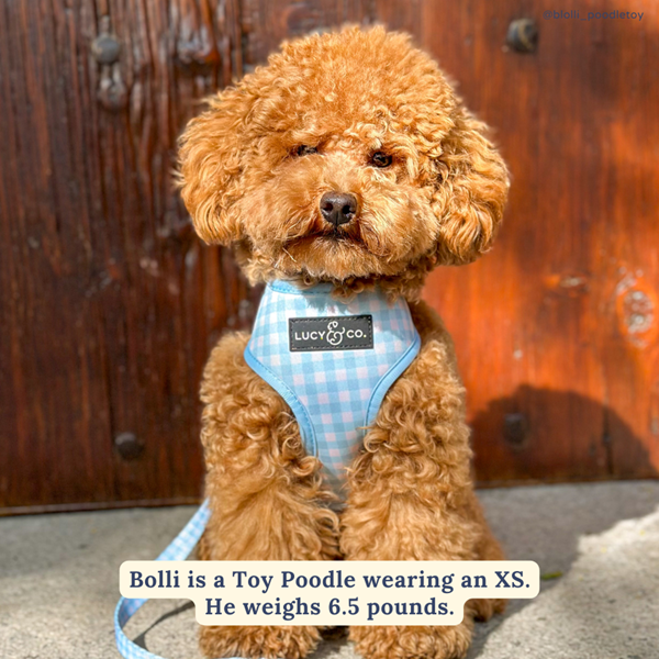 Lucy&Co Reversible Dog Harness: Hippity Hoppity