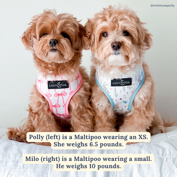 Lucy&Co Reversible Dog Harness: Hippity Hoppity